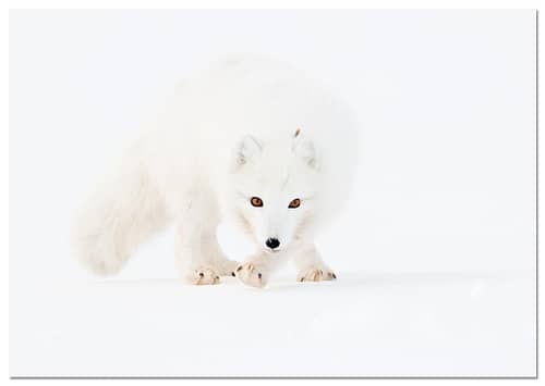 Arctic Fox, Zorro polar, Poolvos, Alopex lagopus, Svalbard